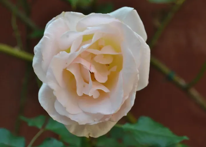 招待所 Sous L'olivier 4*