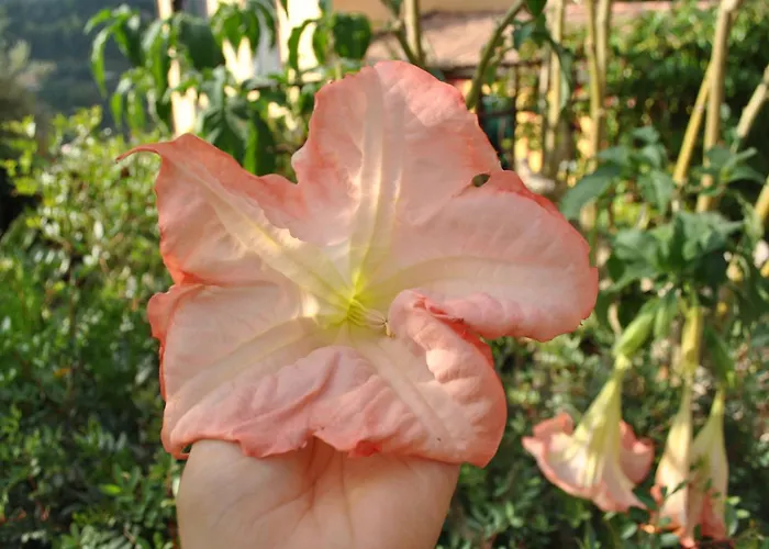 Sous L'olivier 芒通