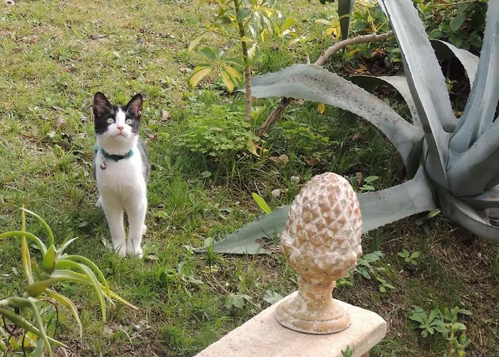 Sous L'olivier 招待所 4*