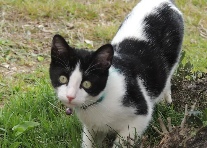 Sous L'olivier 招待所 芒通