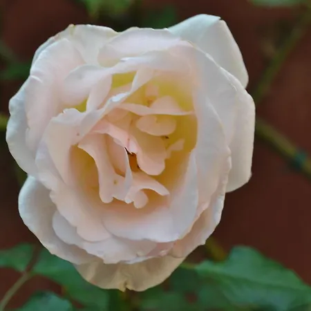 بيت ضيافة Sous L'olivier 3*