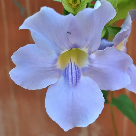 Guest house Sous L'olivier