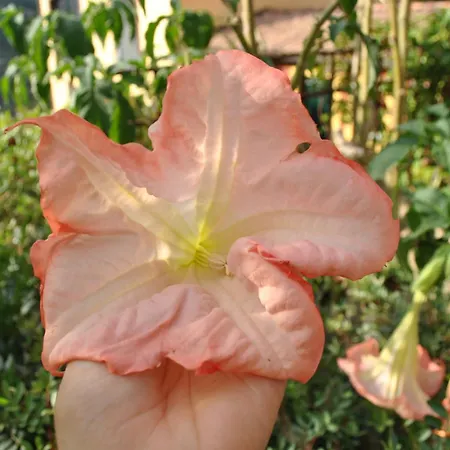 Sous L'olivier مينتون