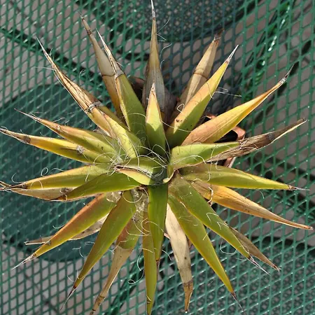 Guest house Sous L'olivier