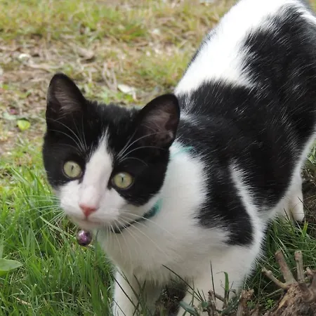 Sous L'olivier Vendégház Menton