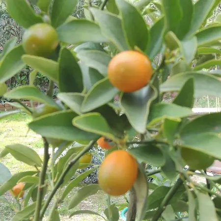 Sous L'olivier Vendégház