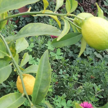 Sous L'olivier بيت ضيافة 3*