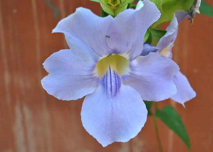 Konukevi Sous L'olivier