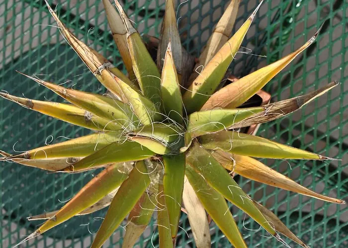 Konukevi Sous L'olivier