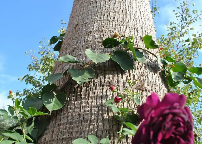 Konukevi Sous L'olivier 4*