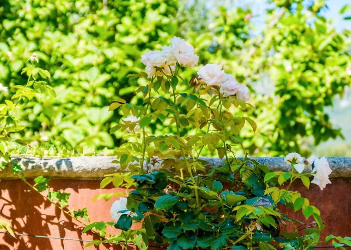 Sous L'olivier Konukevi Menton