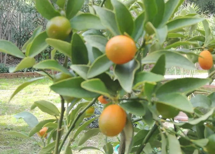 Sous L'olivier Pensionat