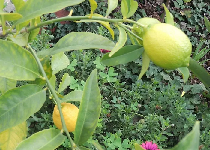 Sous L'olivier Pensionat 4*